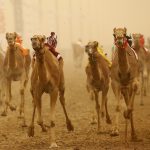 مسابقه شترسواری-دبی