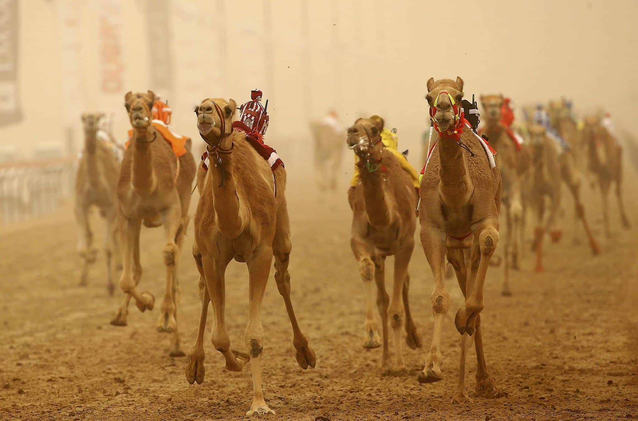 مسابقه شترسواری-دبی